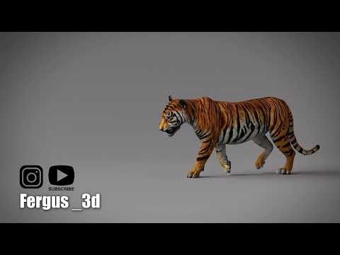 Tiger Walk and Growl cycle - Cycle Series