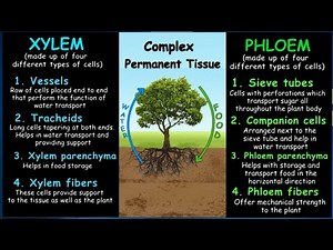 Complex Permanent Plant Tissues - Xylem & Phloem