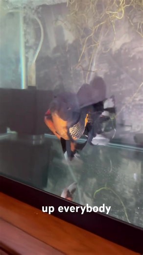 Swim Bladder Disease Recovery in Goldfish