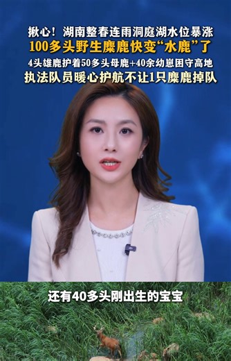 100多头野生麋鹿快变“水鹿”了