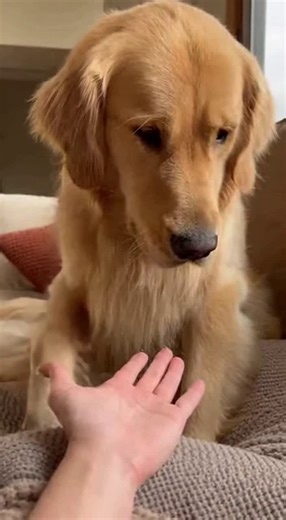 How Holding Hands Can Bring Comfort to Dogs