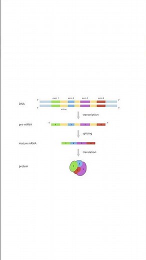 #shorts What is RNA splicing?