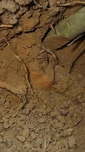 589K views · 8.7K reactions | #bushcraft #logcabin #concrete #cabin #buildgril #bamboo #building #outdoors #buildhouse #shelter #fypシ #farmlife #survival #farm #build #campter #fypシ #survival #fyp #farmlife #woodenfurniture #building #cabin #camping | Marley Downs | Facebook