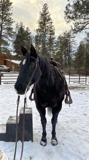 Is it snowing where you are? ❄️ What is your favorite EasyCare product for the snow? #easycare #easyboot #easybootepic #epic #easyboots #hoofbootsforhorses #hoofboots #horses #horsebackriding #horsereels #horsereel #horsesofinstagram #horsehoof #hoofcare #hoofcleaning #hoofprotection #farrier #farrierlife #snowyrides #snow #snowshoes #snowboots #winter #farmlife #horsecare #horsecaretips #equestrian #equestrianlife #horseriding #easycareinc | EasyCare Inc. Protective Hoofwear