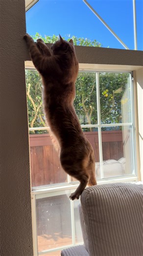 Understanding Orange Cat Behavior in Windows