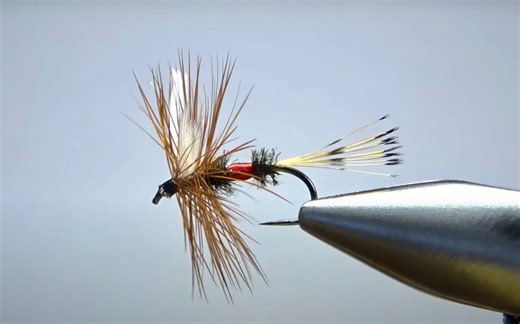 The Iconic Royal Coachman | MidCurrent