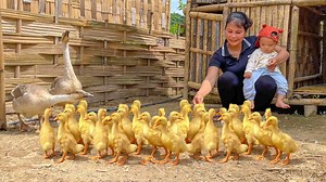 43K views · 552 reactions | Incredible Single Mom Takes on Corn Harvest and Ducklings Alone! | Single Mom Farm | Facebook