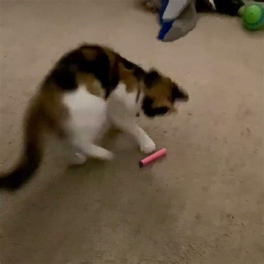 NERF TALK Unseen Video - The “ Kitten + Nerf Dart = 😂! “. #shorts #nerf #blasters #kitten