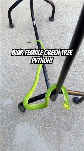 Biak Green Tree python out for Some vitamin D and exercise! @Natureslop8 @OnlyQuails @CrimeSlop8