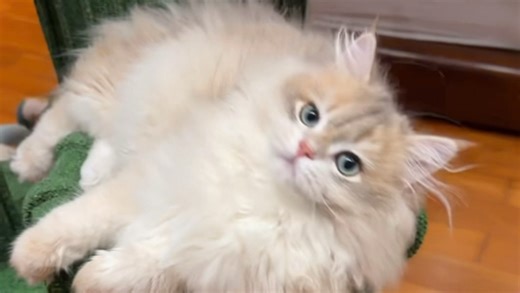 这周的芝么糊宝宝们，黑糊糊超大一只，已经比亲姥姥鸭鸭还大了