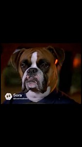 Police Dog #comedy #FurryFriends #boxerdog | Boxer Madness