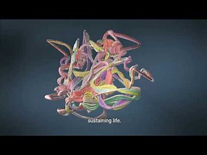 Understanding Protein Functions: Enzymes, Structural, Transport & Signaling Proteins Explained