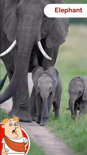 Elephant Fun Facts for Kids | Amazing Animal Facts | Learning About Elephants