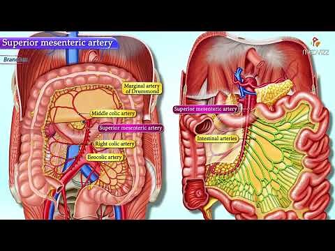Superior Mesenteric Artery Anatomy Animation : Gross anatomy of Abdomen