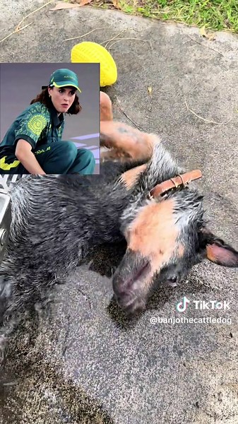 Cattle Dog Breakdancing: Fun Moves In Action!