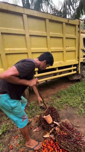 #palmoil #automobile #truck #farming #work #agriculture
