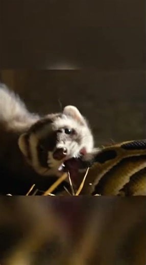 Terrifying Coop Horror: Tiny Ferret Fights Python to Save Duckling.
