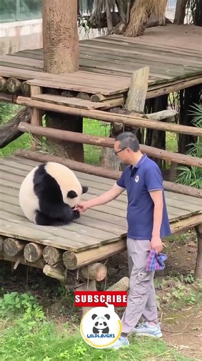 Panda playing with its favorite human #panda #adorable #fyp