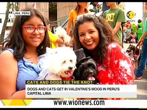 Cats and dogs tie the knot in Lima