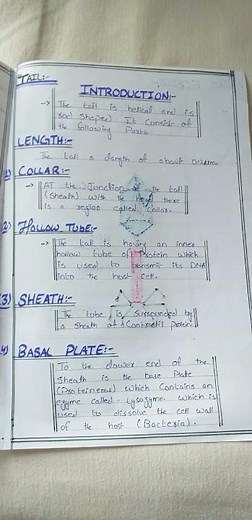 Bacteriophage... Assignment With Structure And Diagram