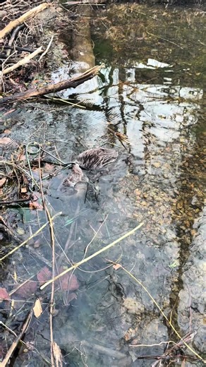 3 in a row can’t ask a trap to work any harder than that. who’s still trapping? is your season still open? #missouri #ozarks #trapping