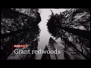 Giant redwoods: World’s largest trees 'thriving in the UK' -- 13/March/2024