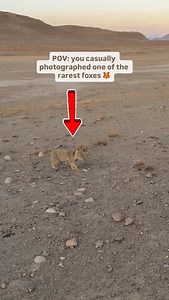 When the fox you drew in 5th grade comes alive… 😭 This is a Tibetan fox — it has the funniest square face and the most unbothered stare. They live way up on the Tibetan Plateau, usually hunting little marmots and pikas. Super rare to actually see one in person. 📍 in the middle of nowhere, Tibet | Peter Yan
