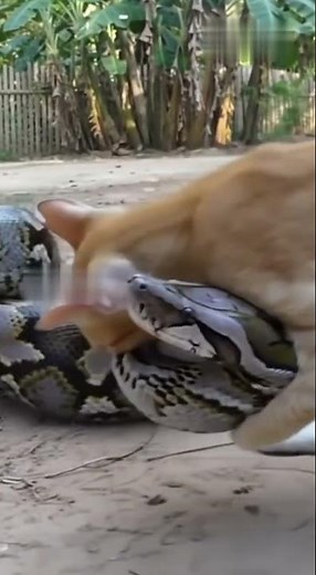 Mother Cat vs Giant Python 🐍😱 Unbelievable Real Footage of a Brave Rescue