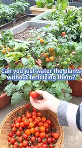 Try this organic fertilizer to make your plant thrive #garden #gardening101 #gardening #planting #veggies #fruits #organic | The Seed of life