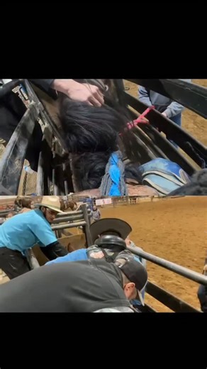 Will Stites on Instagram: "This year at the NFR we’ve seen some big names hit the dirt early in the saddle bronc riding. Ever wonder what it actually looks like to ride one? Look no further. Here’s a split view showing both the outside ride and the rider’s POV. This clip is from a practice we did last year. I got on a nice old mare named Vegas Girl—she’s gotten a little weaker with age, but you still get the idea. If you watch until the end, you can hear me talking to the pickup men as they work