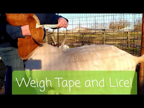 How to Treat Goats for Lice/Mites