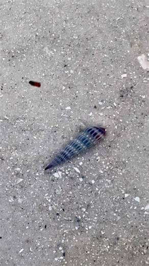 🌊🌫️ Low tide tells a different story #natureheals #beachvibes #fieldnotes #viralnature