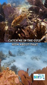 🎣 Fish on! 🎣 Do you have a State Reef Fish Angler designation? Have you fished for hogfish, black grouper, or red grouper recently? 🐟🐠 If you answered yes to any of these questions, be sure to fill out your State Reef Fish Survey by mail or participate in a dockside survey with a local biologist. Your data helps biologists determine how many fish are caught and contributes data to be used in future management decisions. 🐠 Hogfish is currently closed in the Atlantic and the Keys, but you can