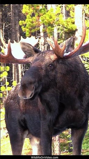 Vocal Bull Moose and Cow During the Rut