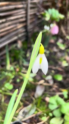 Galanthus ‘Wendy’s Gold’ flowering in my garden 🇬🇧 #snowdrops #winterflowers #подснежник