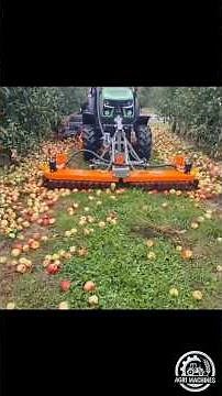Industrial Apple Harvester SPARTAN in Action || Harvesting Season 2025 in Poland | #apple #harvester