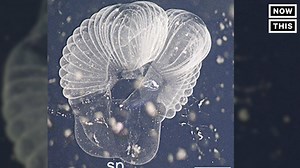 This mysterious sea blob was rediscovered after 100 years | NowThis