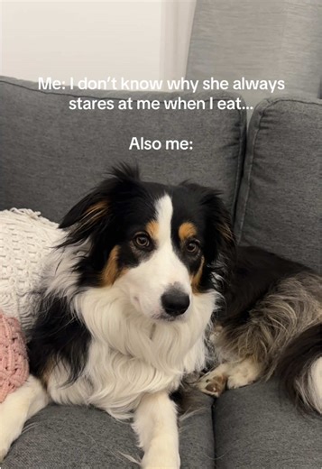 Just some more Border Collie eating a cracker ASMR 🐶 #bordercollie #dogsoftiktok #asmr #dogasmr #bordercollielove