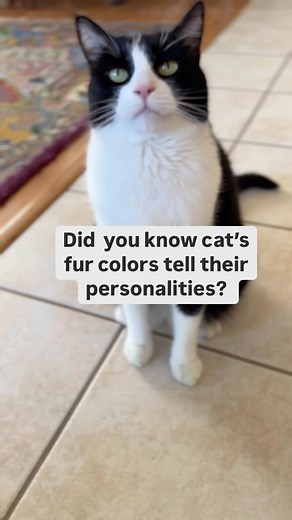 Percy,Jelly Bean,Hemi, Mochi, Wolf, & Mack | What color fur does your cat have? 😻 #catfurcolor #catpersonality #catperson #catfacts #lifewithcats #tuxedocat #tabbycat #whitecat... | Instagram