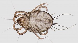 8 Bugs That Look Like Lice (Know The Difference)