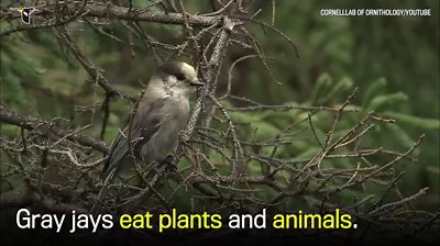 77K views · 472 reactions | Here's why the gray jay is such an...