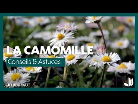#Camomille : variétés et plantation - Truffaut