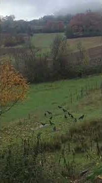 corvus corax κοράκια #raven #corvuscorax #κοράκια #κοράκι #wildlife #nature #birdwatching