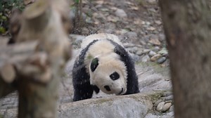19K views · 596 reactions | Panda Washer is now in action! Expert-grade drying with bamboo-powered freshness. #cute #cutenessoverload #ChengduPandaBase #PandaFun #HiPanda For more panda information, please check out: https://en.ipanda.com | iPanda | Facebook