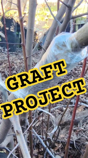 Spring Fruit Tree Grafting #gardenprojects #gardenproject #fruittree #grafting