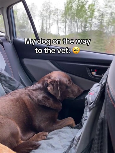 Sick for 3 days, Fine in 3 seconds 🙄 #chocolatelab #labrador #petsoftiktok #dogsoftiktok