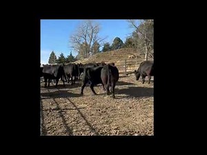 29 Angus Cows, 2nd-8th clvers, due March - SELL NOV 18th AT DUNLAP LIVESTOCK AUCTION