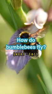 34K views · 2.3K reactions | Bumblebees can flap their wings up to...