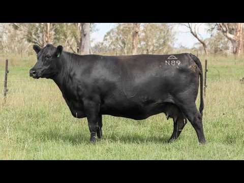 Lot 35 N89 Ben Nevis 2026 Female Sale