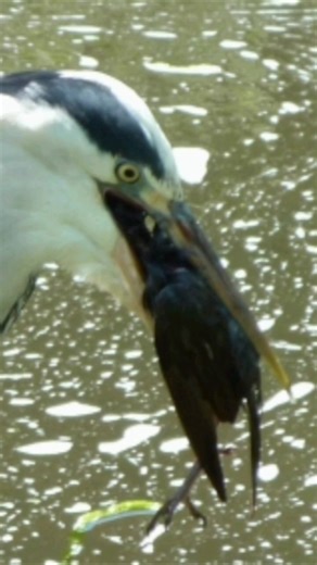 HERON EATS MOORHEN ALIVE! 😱 ​#Shorts #Wildlife #Nature #AnimalAttack #ViralShorts